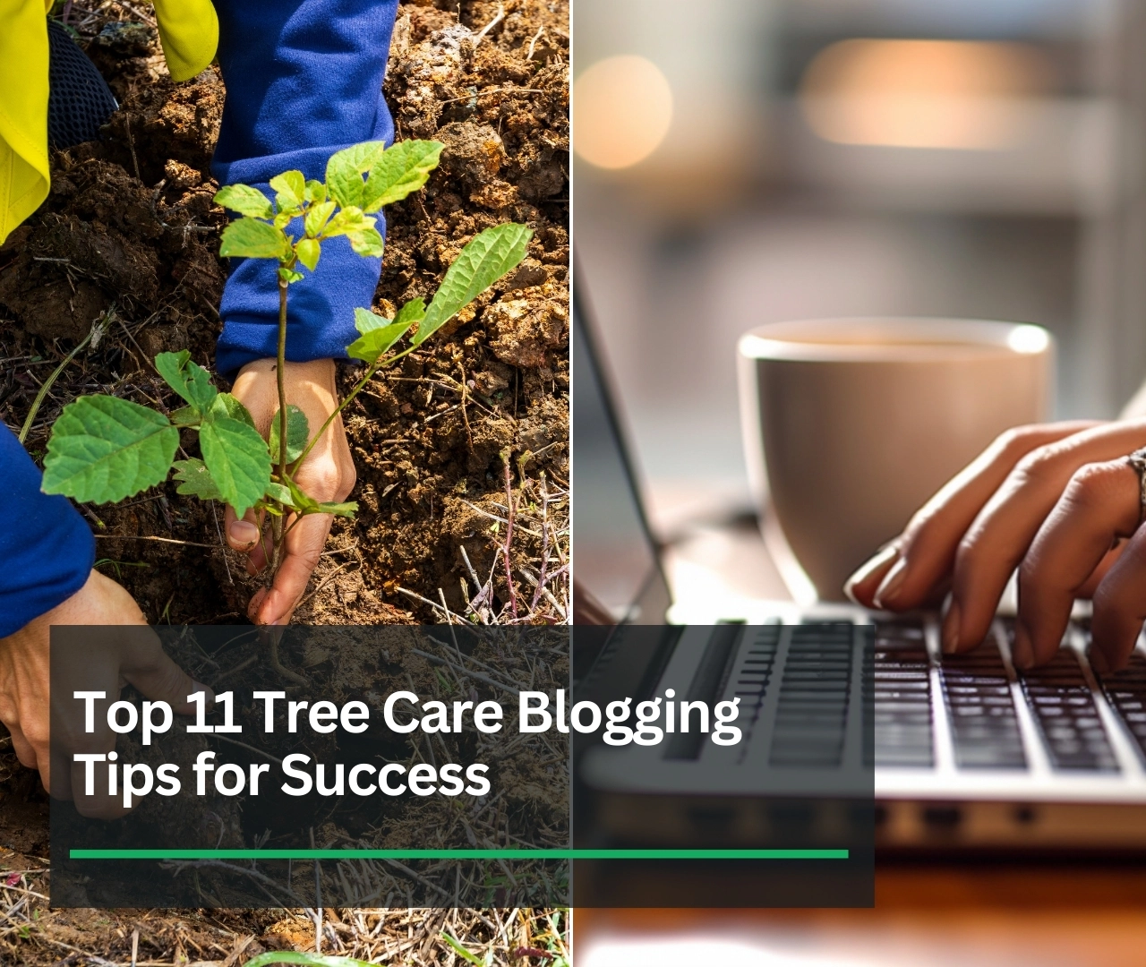 Tree Care Blog: 11 Tips For Tree Service Blogging Success